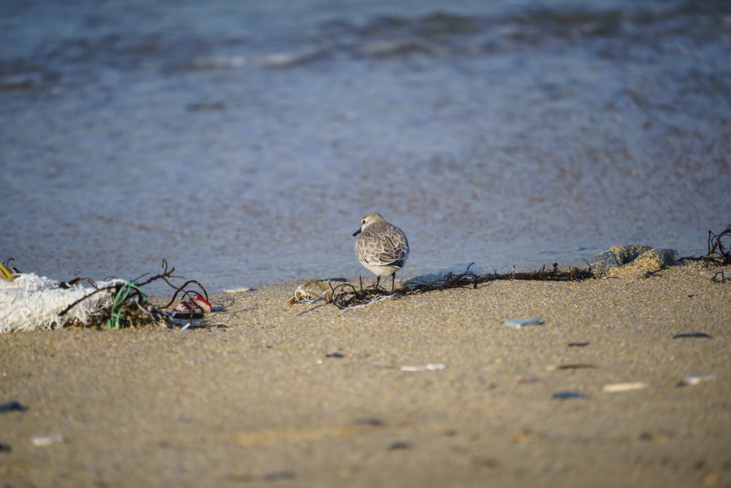 Un oiseau sur la plage qui cherche à se nourrir entouré dun déchet abandonné